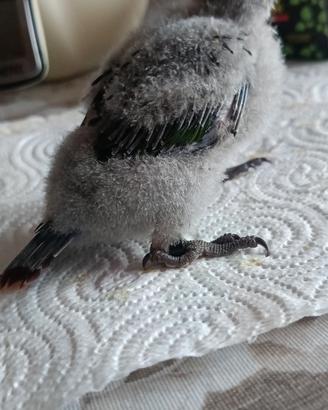 Pulli pyrrura pappagalli da allevare a mano