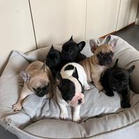 Bouledogue francese