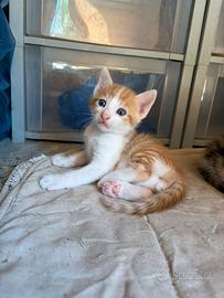 Gatto cucciolo maschio