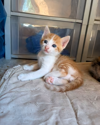 Gatto cucciolo maschio