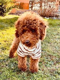 Barboncino nano 5 mesi