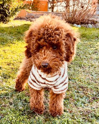 Barboncino nano 5 mesi