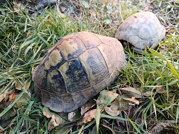 Coppia tartarughe