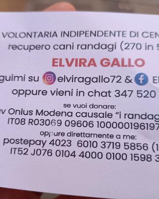Cuccioli in adozione