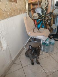 Bulldog francese