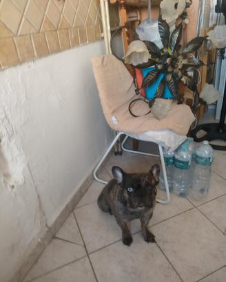 Bulldog francese