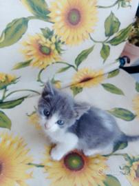 Gattina mix simil certosino