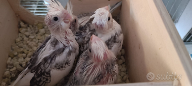 Galopsiti da allevare a mano