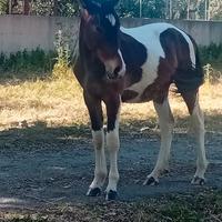 Cavallo Puledro piant
