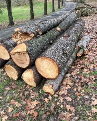 Legna secca e tronchi interi di alberi secchi BO