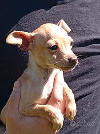 Cucciola mix chihuahua/pincher