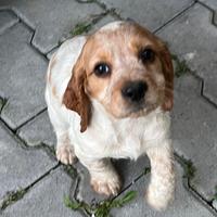 Cucccioli cocker / breton