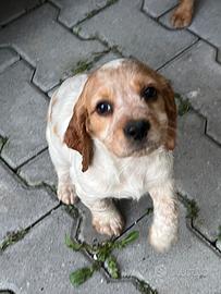 Cucccioli cocker / breton