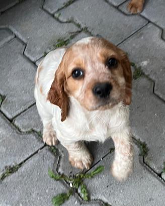 Cucccioli cocker / breton