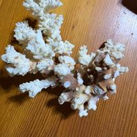 corallo bianco