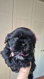 Shih tzu con pedigree
