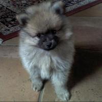 Spiz nano di pomerania