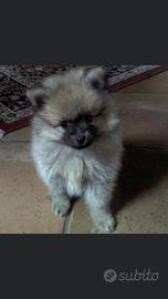 Spiz nano di pomerania
