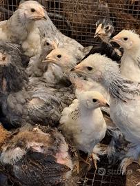 Galline ornamentali