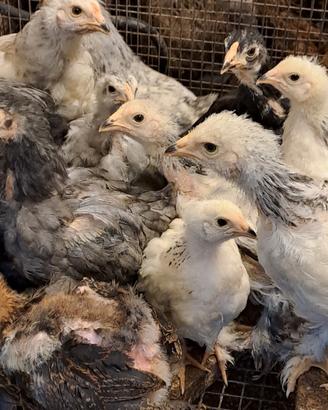 Galline ornamentali
