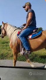 Cavallo Haflinger