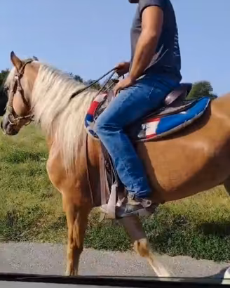 Cavallo Haflinger