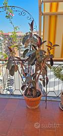 Pianta di Ficus elastica
