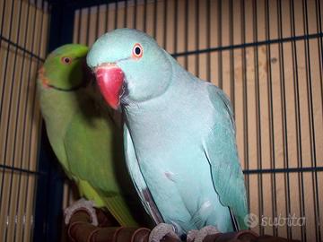 Coppia di parrocchetti dal collare