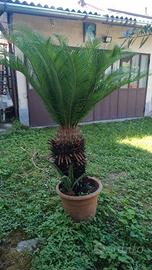 pianta  cycas