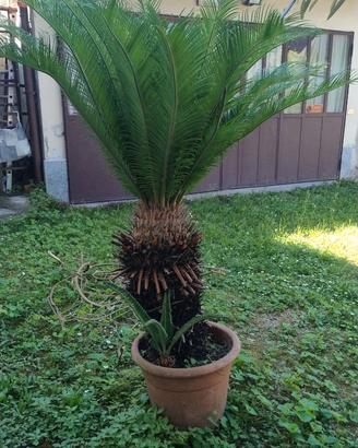 pianta  cycas