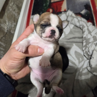 Cuccioli chihuaua