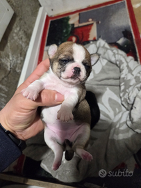 Cuccioli chihuaua
