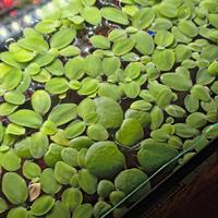 Piante galleggianti acquario