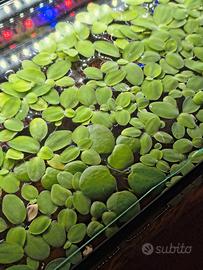 Piante galleggianti acquario