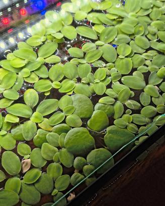 Piante galleggianti acquario