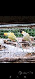 Parrocchetti dal collare
