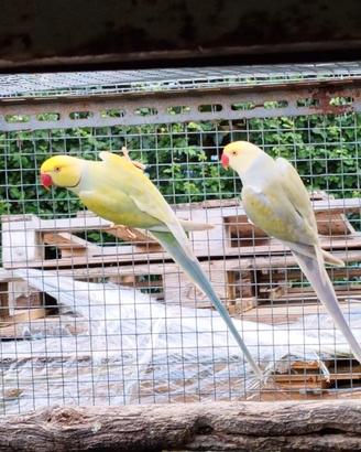 Parrocchetti dal collare