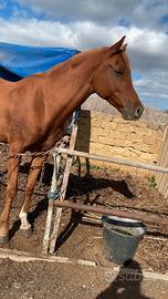 Animale cavallo