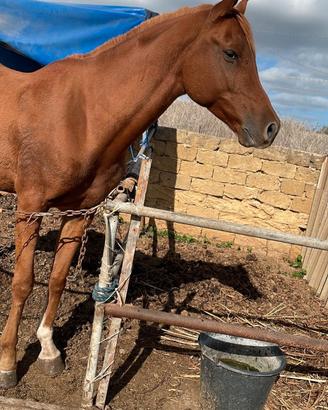 Animale cavallo