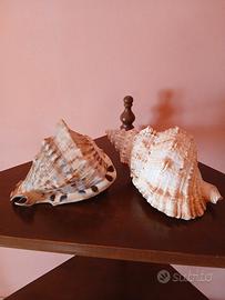 conchiglie grandi vintage