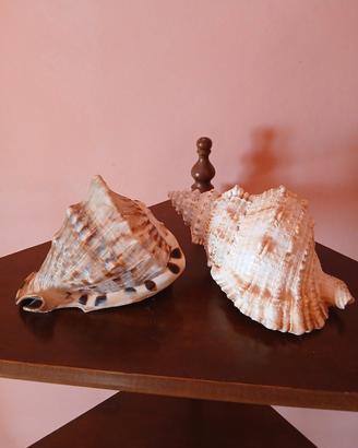 conchiglie grandi vintage
