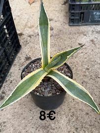 Agave screziata
