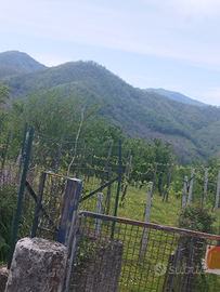 Terreno edificabile 1800mq,zona calvanico(sa)