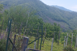 Terreno edificabile 1800mq,zona calvanico(sa)