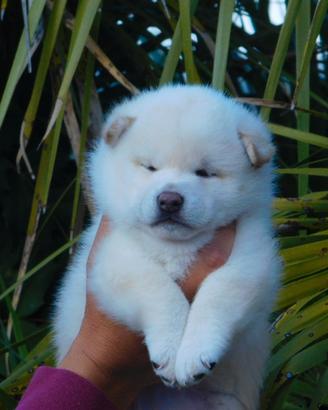 Dolcissimo cucciolo Shiba