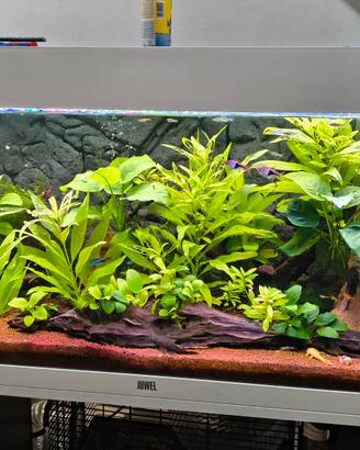 acquario Juwel 180litri