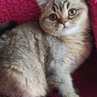 Cuccioli Scottish fold e straight pedigree ENFI