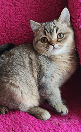 Cuccioli Scottish fold e straight pedigree ENFI