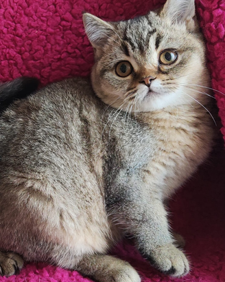 Cuccioli Scottish fold e straight pedigree ENFI