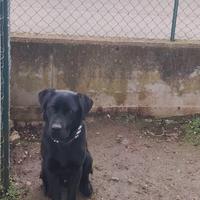 Labrador nero